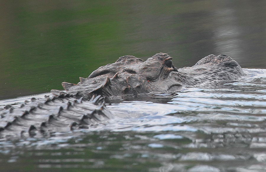 Jaws Photograph - Okefenokee Gator 2 by Cathy Lindsey