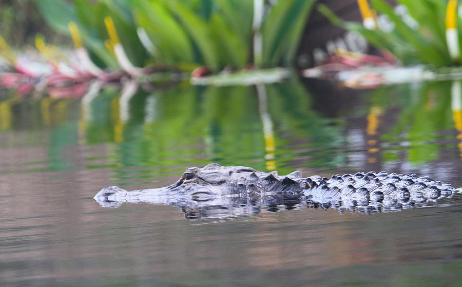 Jaws Photograph - Okefenokee Gator 3 by Cathy Lindsey