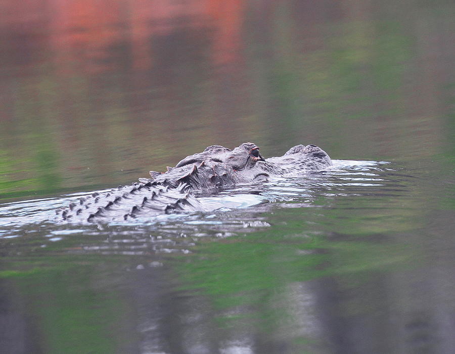 Jaws Photograph - Okefenokee Gator by Cathy Lindsey