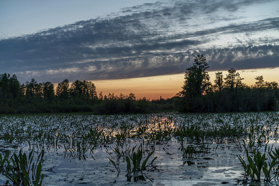 Okefenokee National Wildlife Refuge Photograph By Peter Essick Pixels   Okefenokee National Wildlife Refuge Peter Essick 