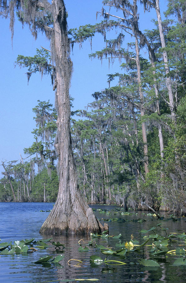 Okefenokee Swamp Photograph by C.r. Sharp