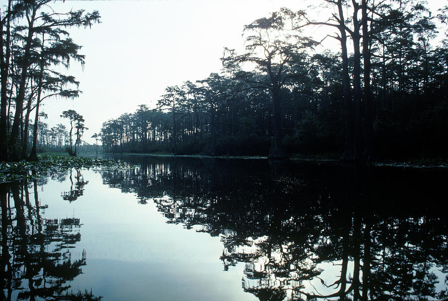 Okefenokee Swamp Photograph by Jose Azel