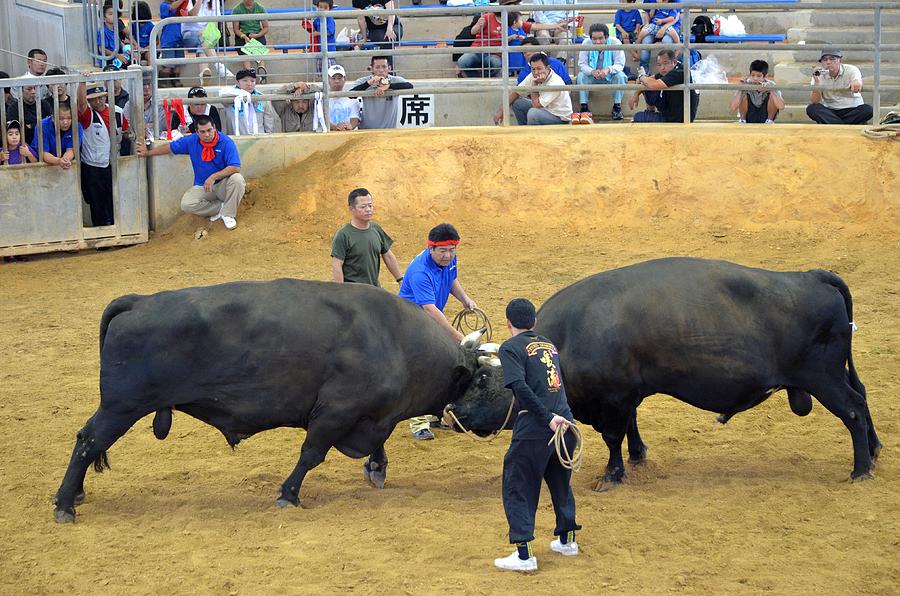Okinawan Culture Bull versus Bull Okinawan Bullfighting Photograph by Jeff at JSJ Photography