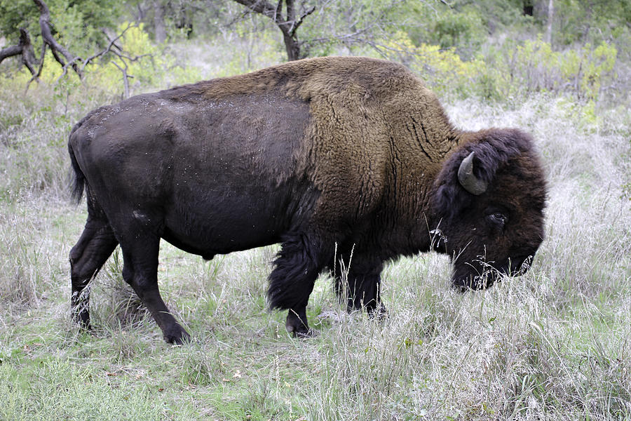 Oklahoma Buffalo Painting by Brett Roberts - Fine Art America