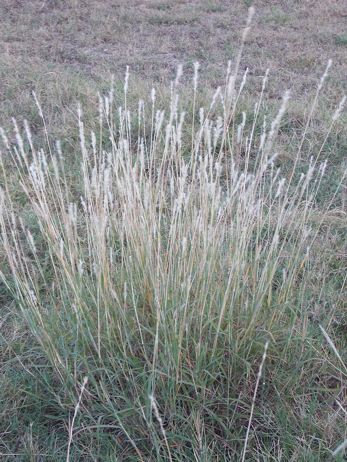 Oklahoma Grasses Photograph by Virginia Kay White