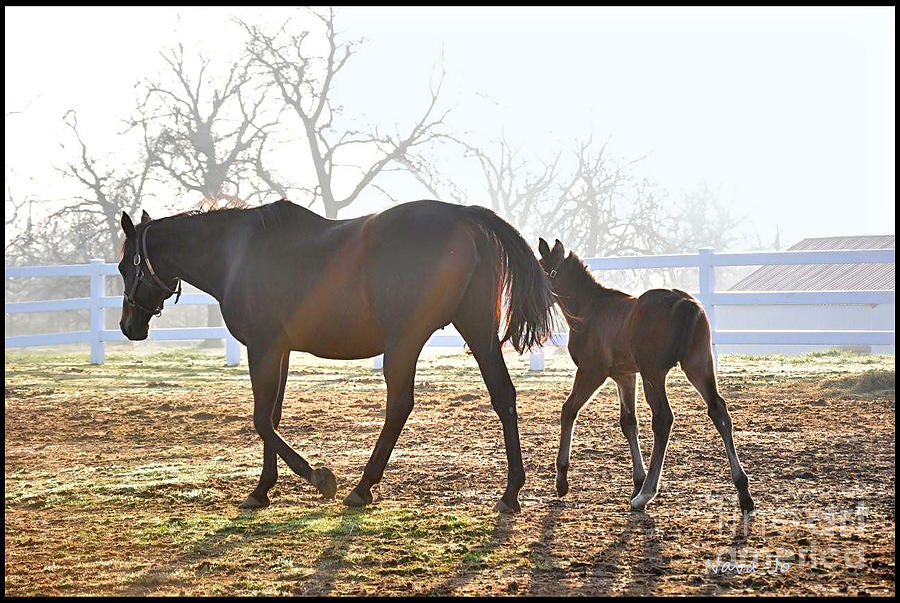 Oklahoma Ranch  Photograph by Nava Thompson
