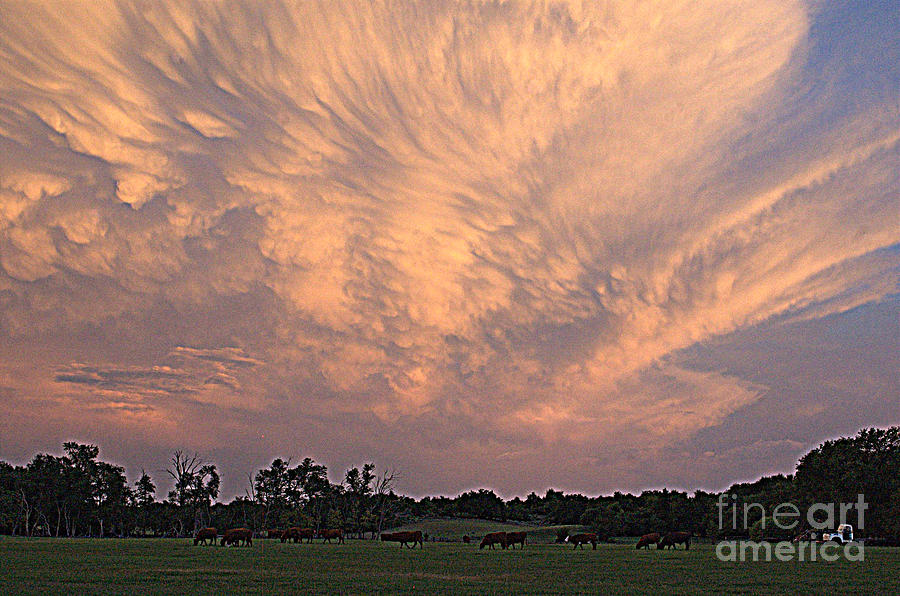 Cow Photograph - Oklahoma Sky by Anjanette Douglas