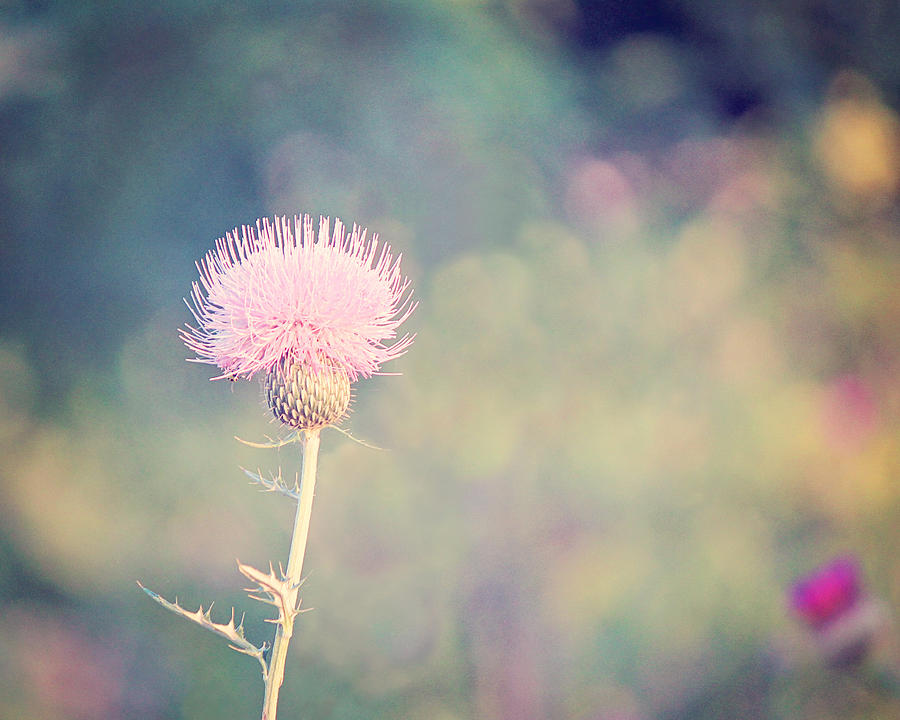 Oklahoma Thistle Photograph By Lisa Scifres - Fine Art America