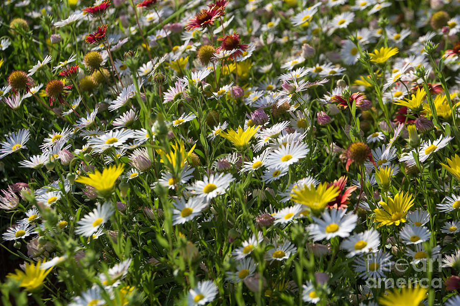 Oklahoma Wildflowers 2 Photograph by Jim McCain