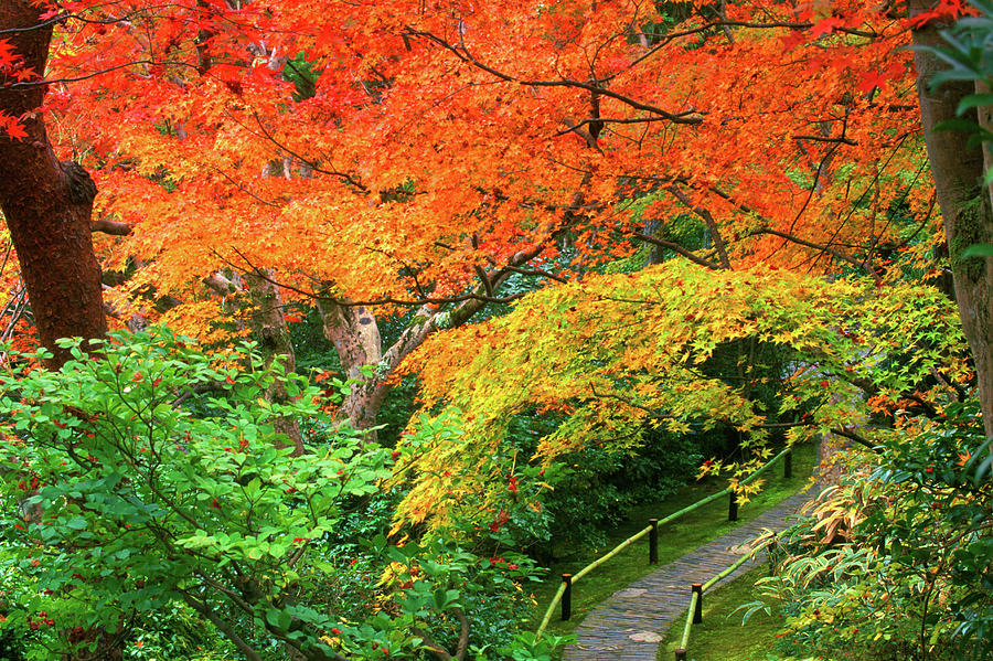 Okochi Sanso, Arashiyama, Kyoto, Japan Photograph by Rob Tilley - Fine ...