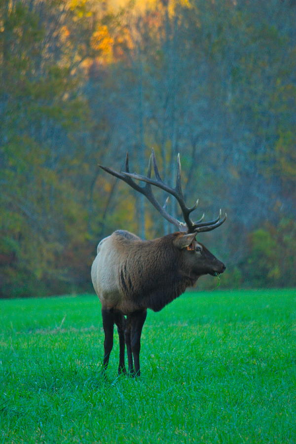 Oconoluftee Elk Photograph by Nunweiler Photography