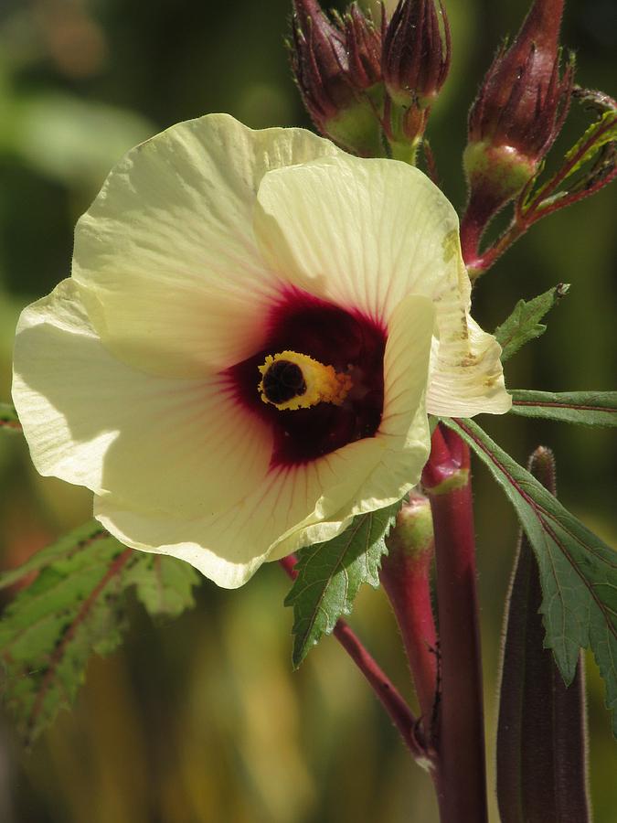 Okra Flower Photograph by Alfred Ng