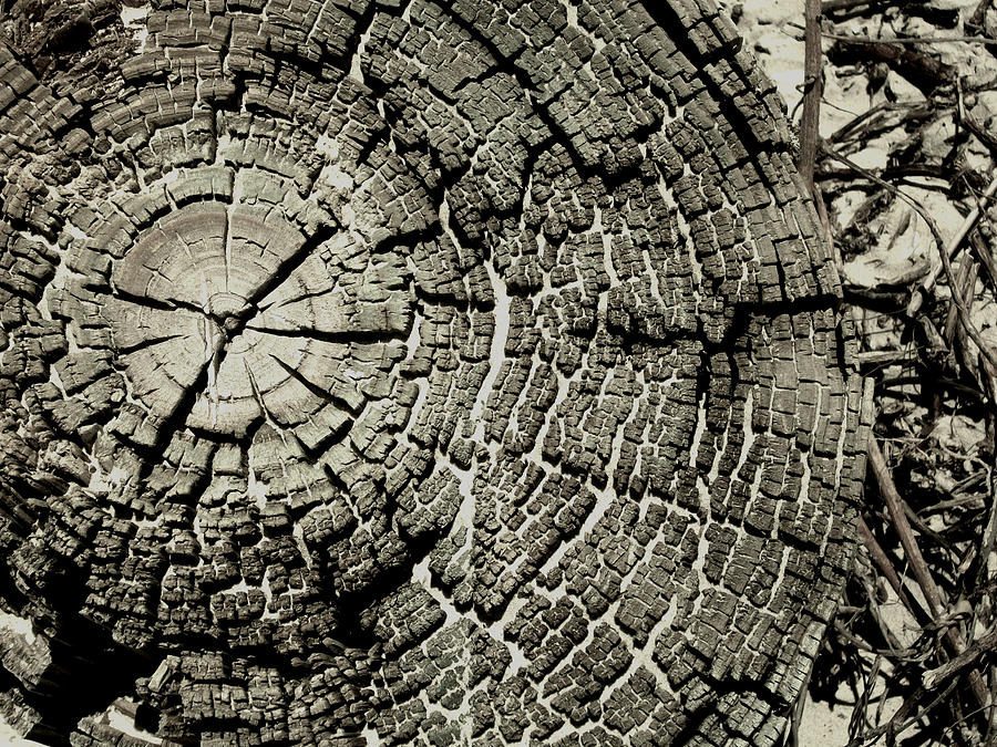 Ol Stumpy Photograph by Laurette Escobar | Fine Art America