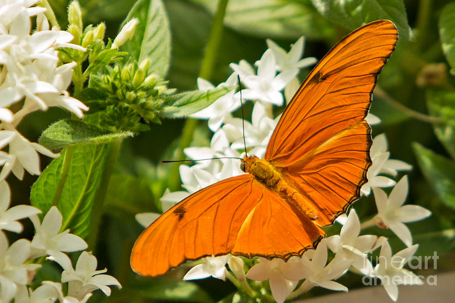 Olbrich Butterfly 1 Photograph by Natural Focal Point Photography