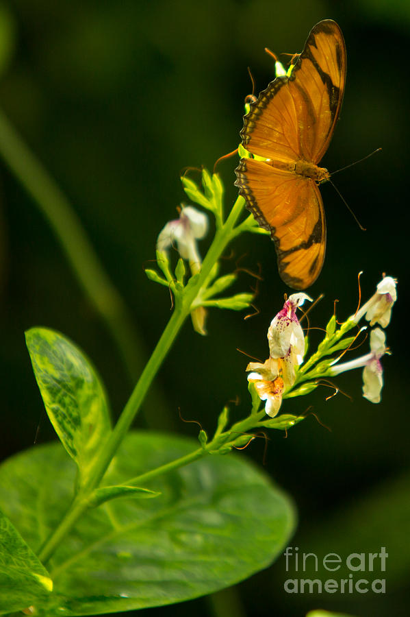 Olbrich Butterfly 5 Photograph by Natural Focal Point Photography