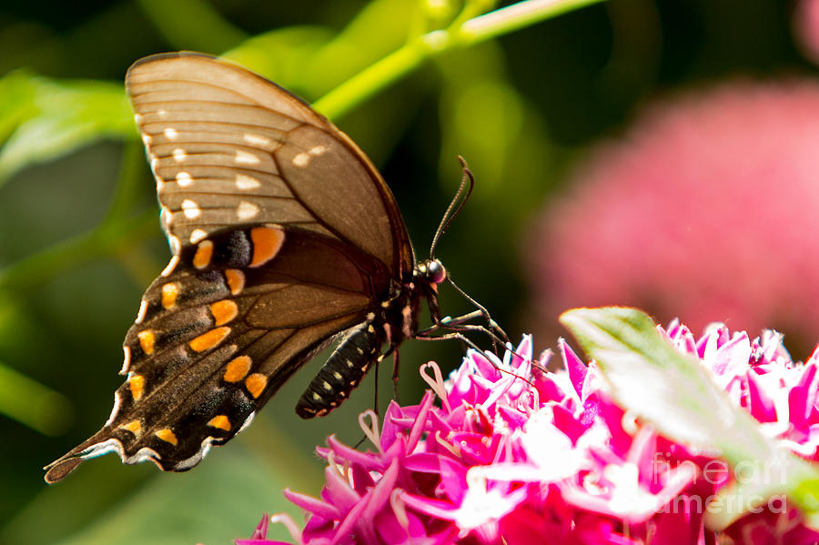 Olbrich Garden Butterfly 6 Photograph by Natural Focal Point Photography