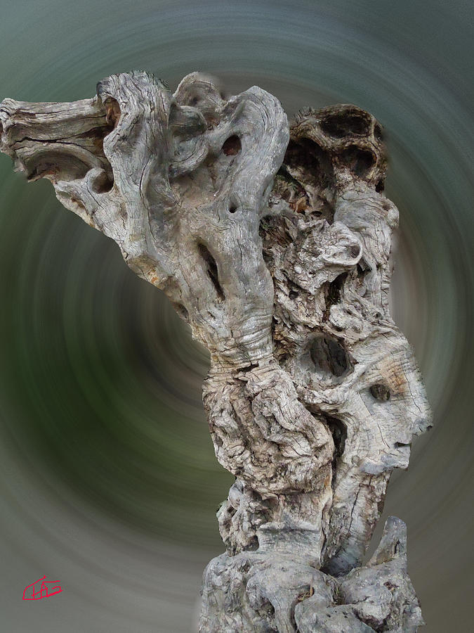 Old Ancient Olive Tree in its full Glorie Photograph by Colette V Hera Guggenheim