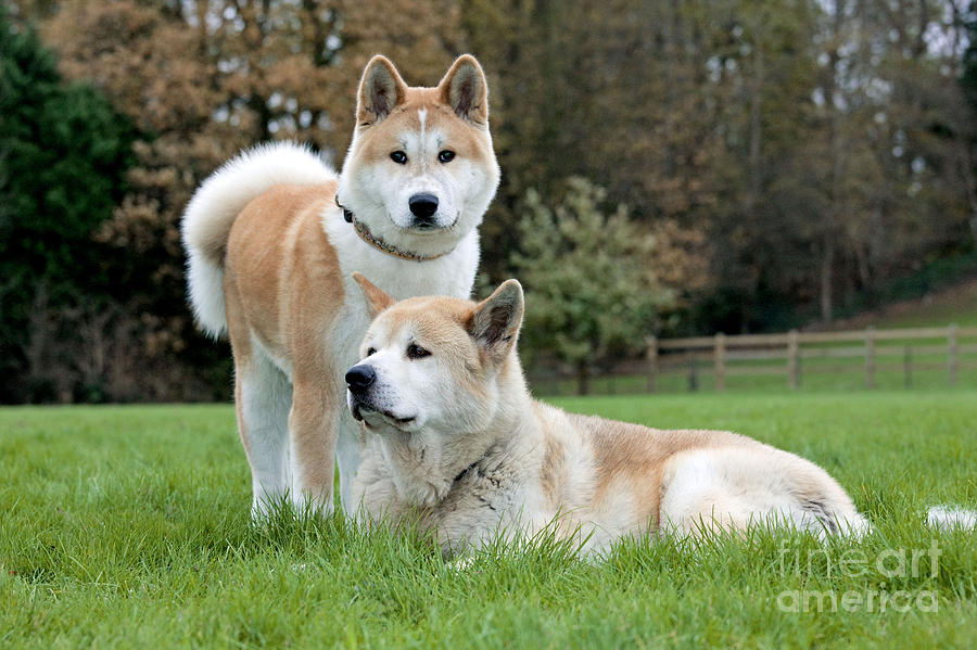 Old And Young Akita Inu Photograph by Johan De Meester