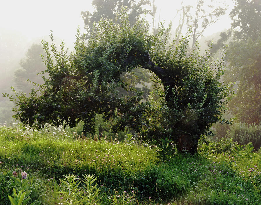 Old Apple Tree Photograph by Carl Sheffer