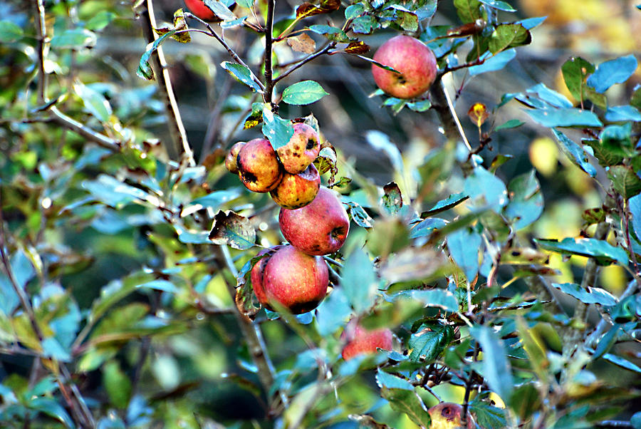 Old Apples Photograph by Linda Cox