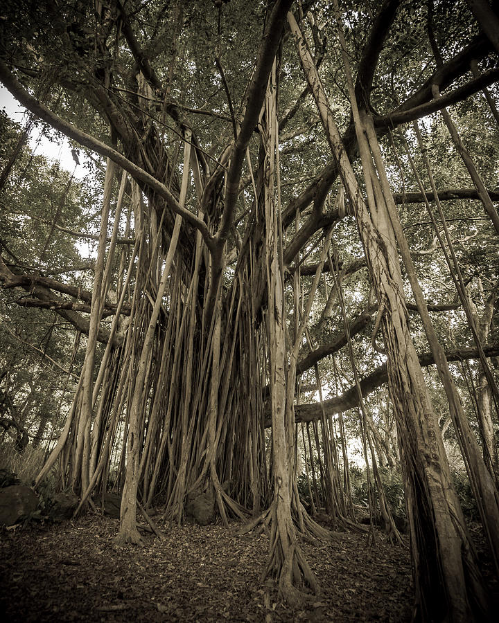 Old Banyan Tree Photograph by Adam Romanowicz