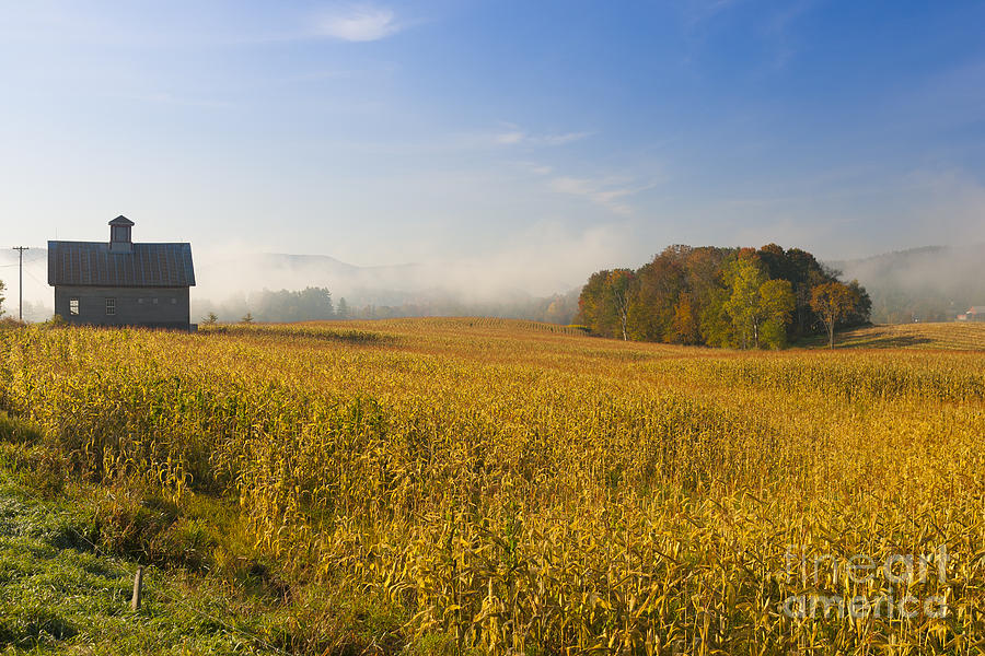 Old barn and a field of corn on an autumn morning. Photograph by Don Landwehrle