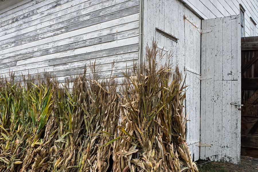 Old Barn and Cornstalks Photograph by Photographic Arts And Design Studio
