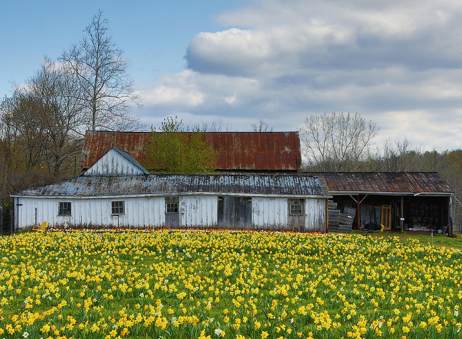 Old barn and daffodils Photograph by Jack Nevitt