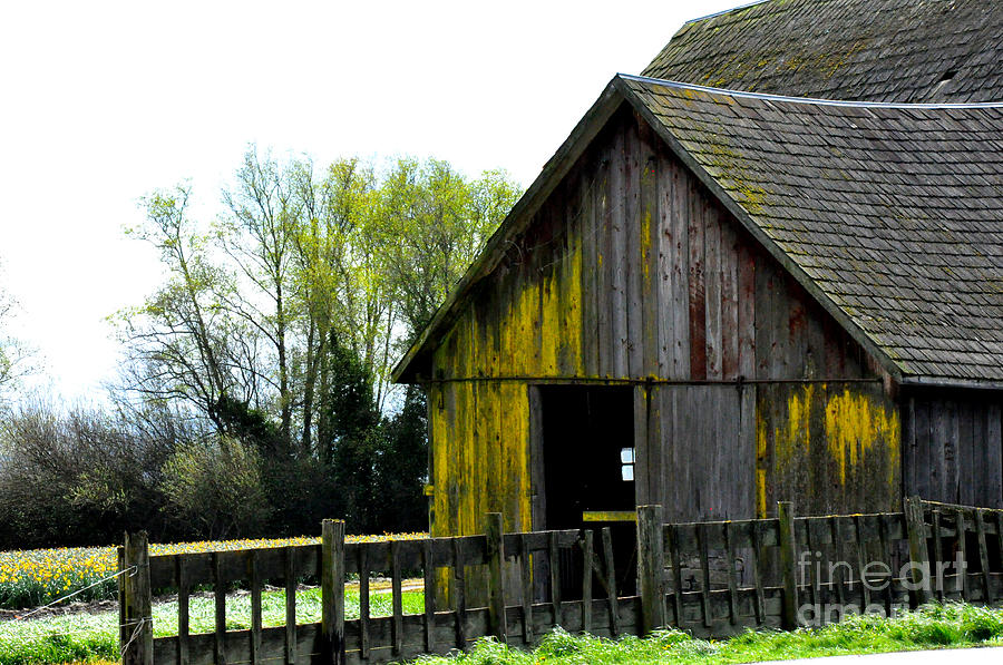 Old Barn in a Daffodil Field Photograph by Tatyana Searcy