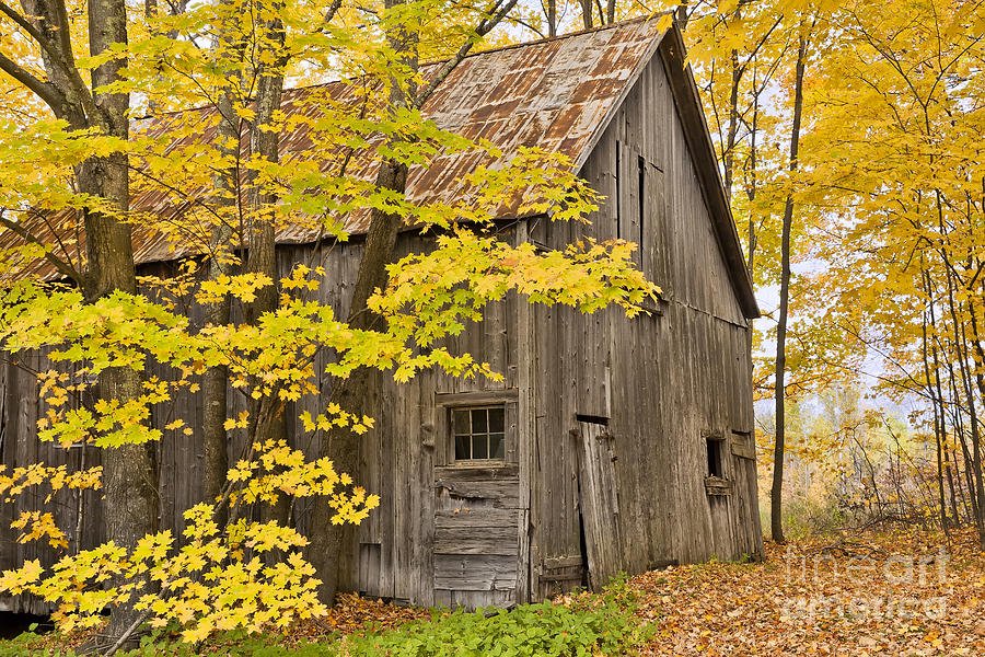 Old Barn In Fall Woods Photograph by Alan L Graham