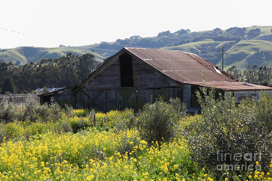 Old Barn in Sonoma California 5D22232 Photograph by Wingsdomain Art and Photography