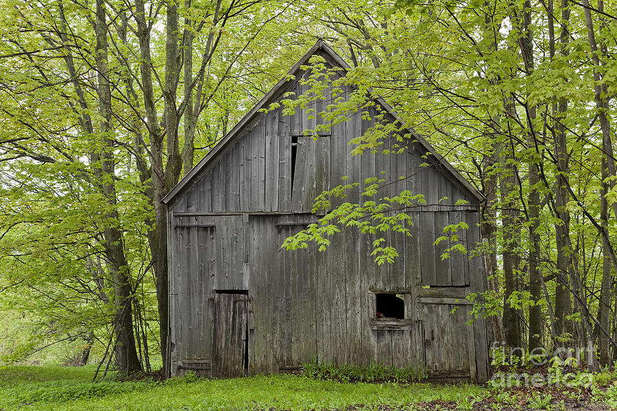 Old Barn In Spring Woods Photograph by Alan L Graham