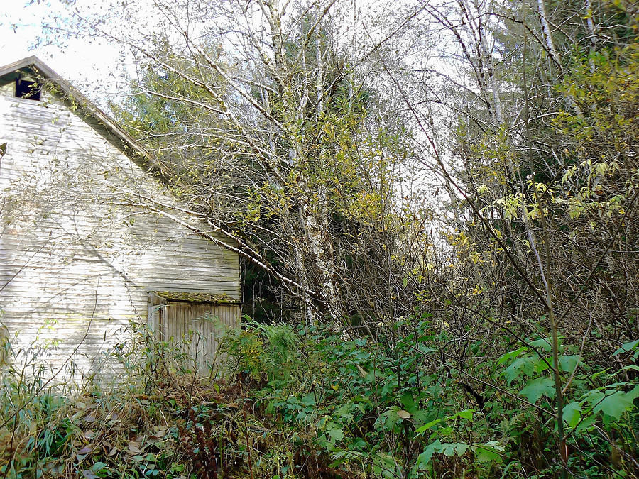 Old Barn in the Trees Photograph by Pamela Patch
