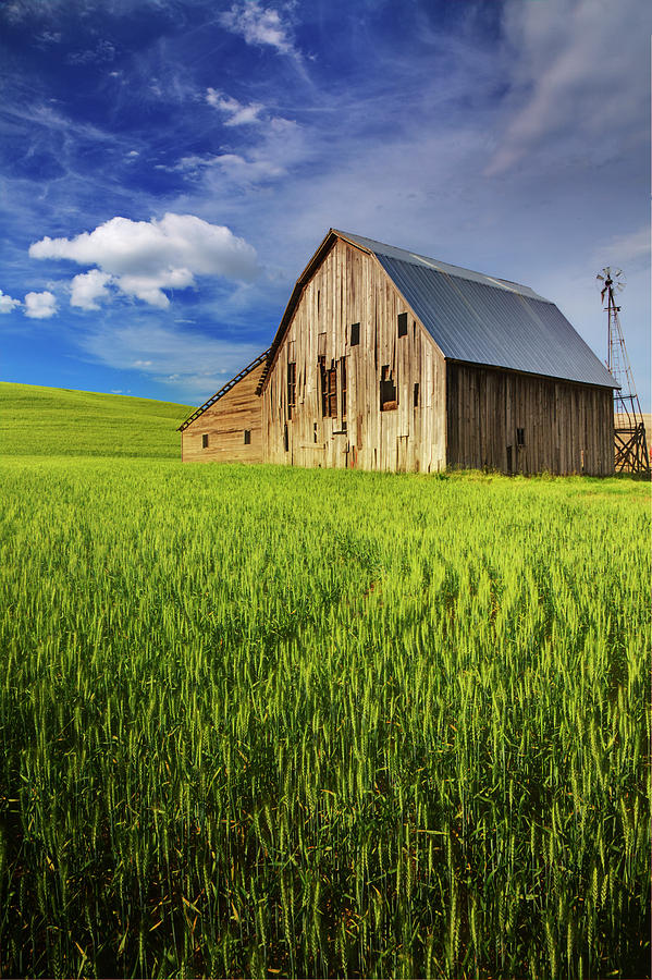 Old Barn Surrounded By Spring Wheat Photograph by Terry Eggers | Fine ...