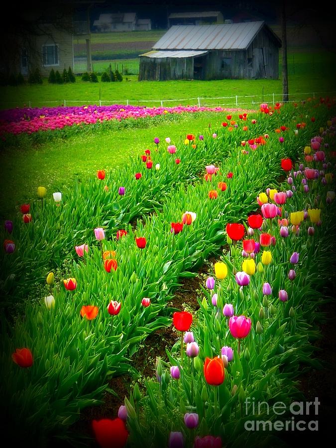 Old Barn Tulips Photograph by Susan Garren
