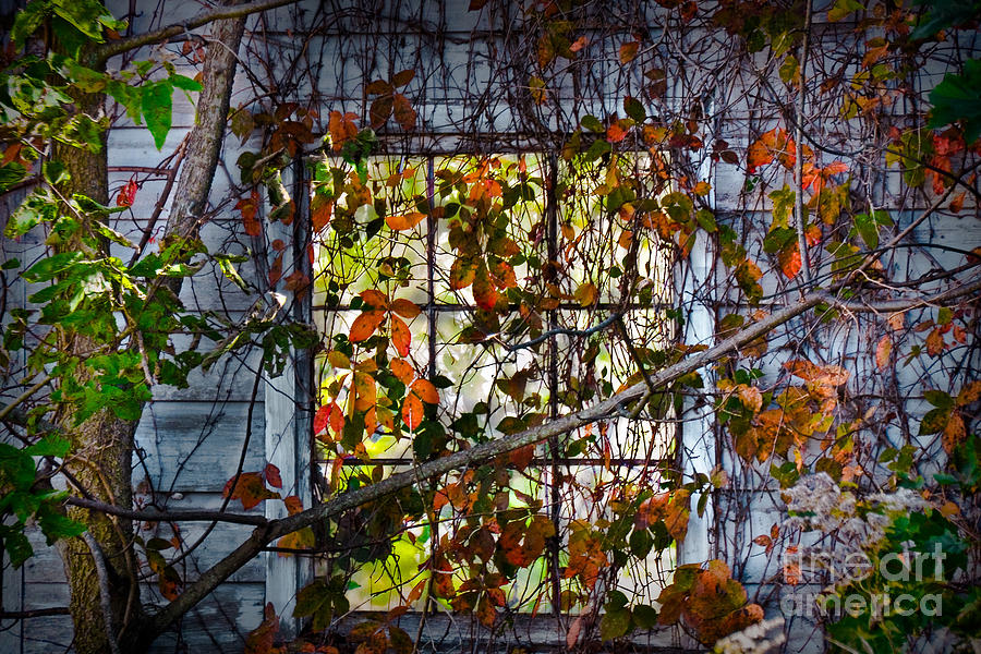 Old Barn Window Vines Photograph by Gary Keesler
