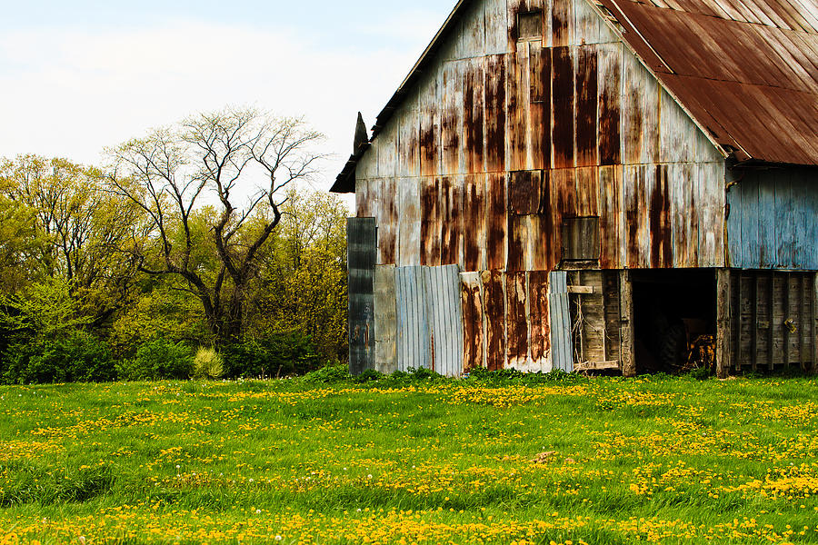 Old Barn With Dandelions Photograph by Ben Graham