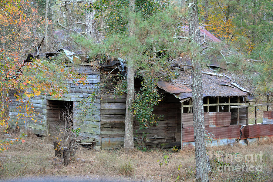 Old Barn with side shed Photograph by Barb Dalton