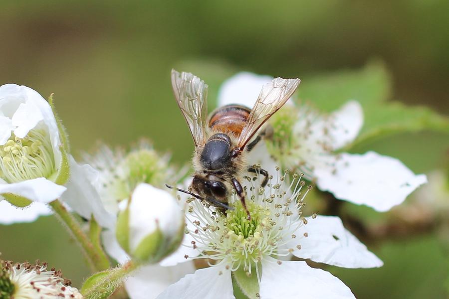 Old Bee on Blackberry Photograph by Lucinda VanVleck
