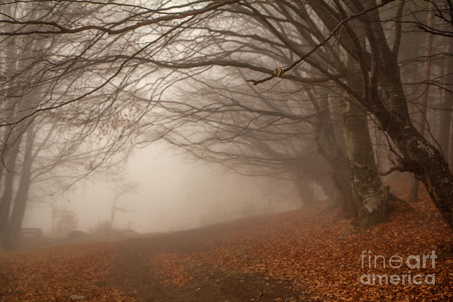 Old Beech Trees In Fog Photograph
