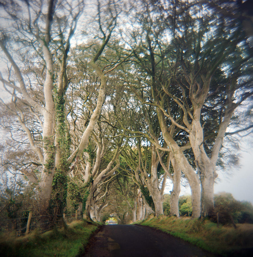 Old Beech Trees In  Ireland Photograph by Danielle D. Hughson