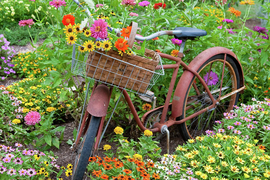 Old Bicycle With Flower Basket Photograph by Panoramic Images - Pixels