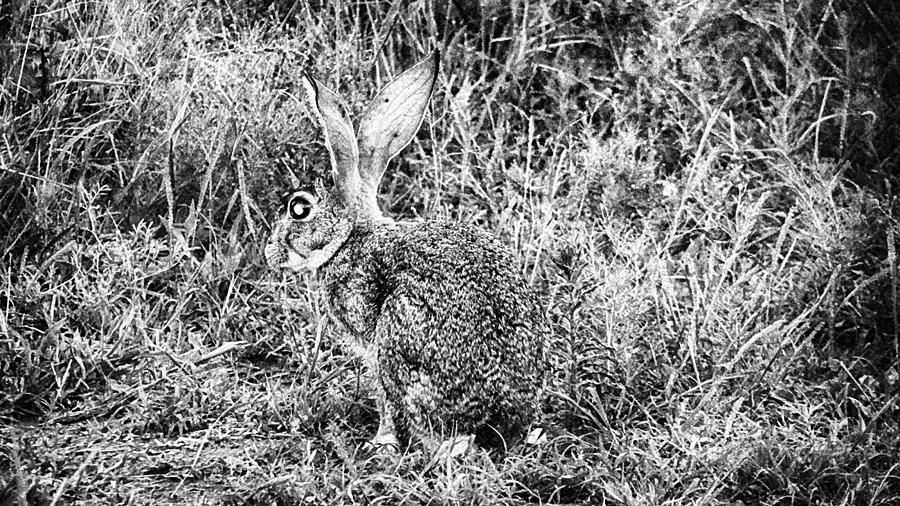 Scrub Hare Photograph - Old Big Ears by Douglas Barnard
