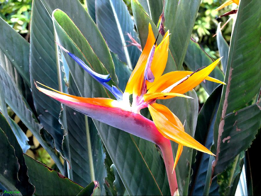 Old Bird of Paradise Photograph by Buzz Coe - Fine Art America