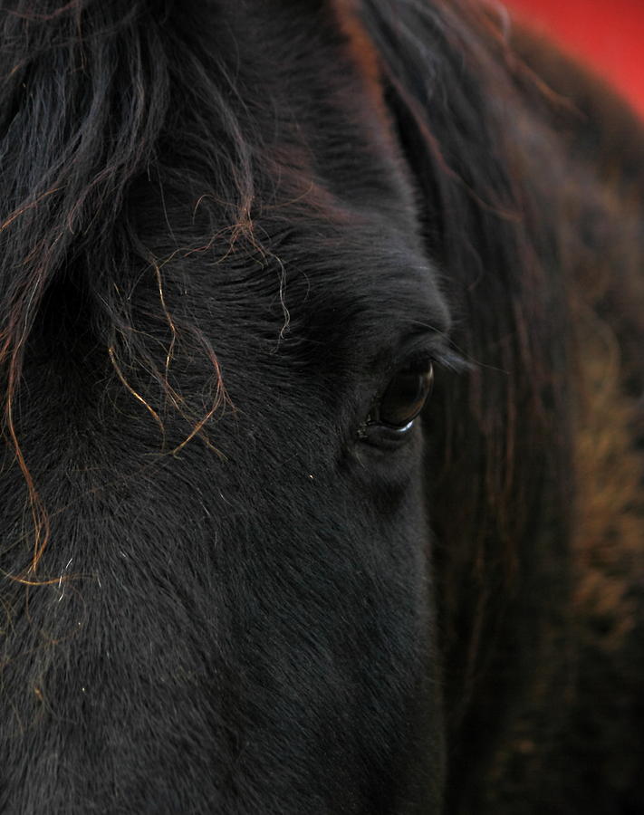 Old Black Horse Photograph by Peter Feo - Fine Art America