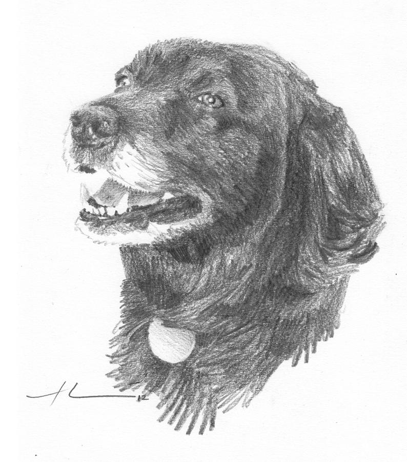 Old Black Lab Pencil Portrait Drawing by Mike Theuer