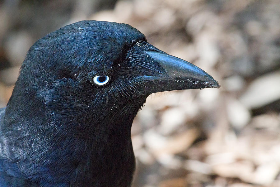 Wildlife Photograph - Old Blue Eyes the Raven by Mr Bennett Kent