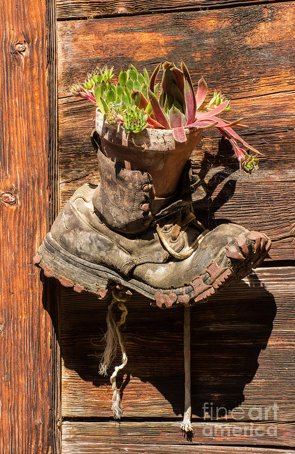 Old Boot Potted Plant - Swiss Alps Photograph by Gary Whitton
