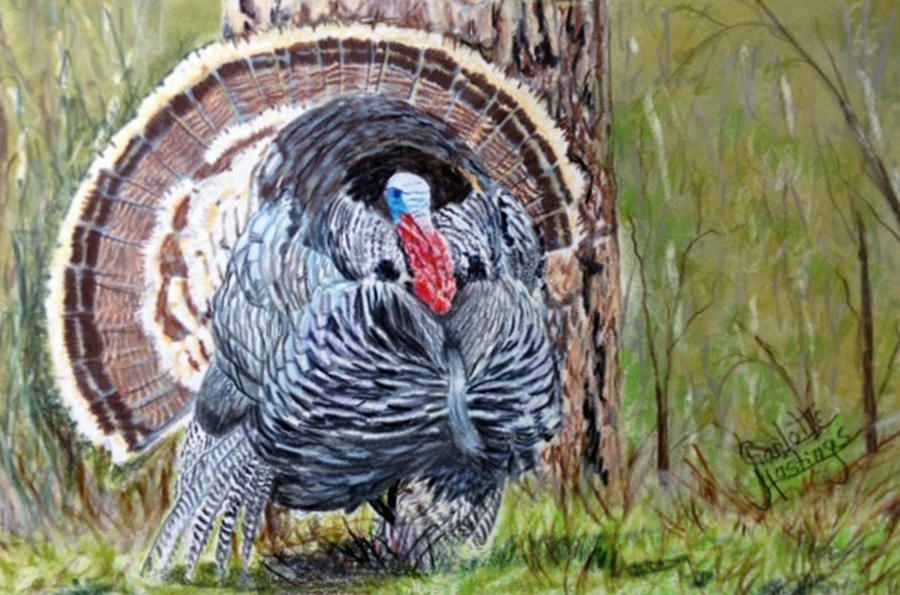 Old Boss Gobbler Drawing by Charlotte Hastings