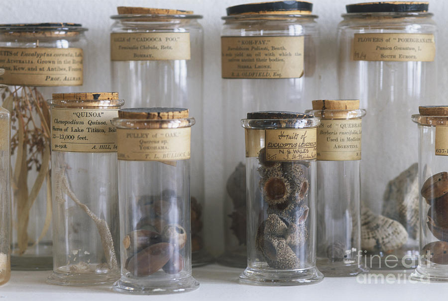 Nature Photograph - Old Botanial Specimens by Pia Tryde Dorling Kindersley